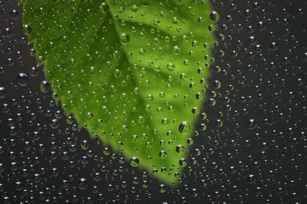 капля листки литья дождь окно стекло