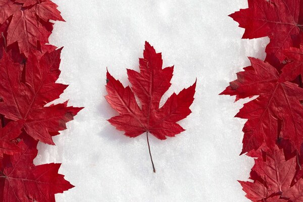 флаг канада листья клен снег