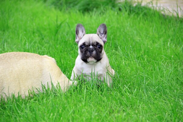 французский бульдог щенок взгляд клеймо трава