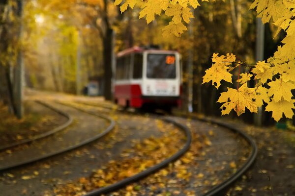 клен листья москва осень трамвай