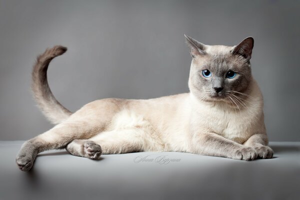 тайский кот тайская кошка кот кошка глаза серый фон