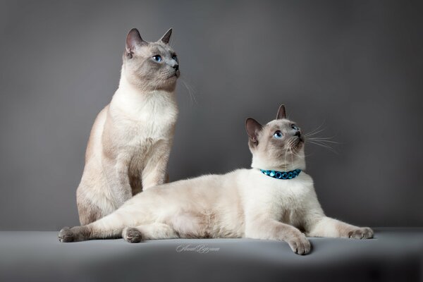 тайский кот тайская кошка кот кошка глаза серый фон