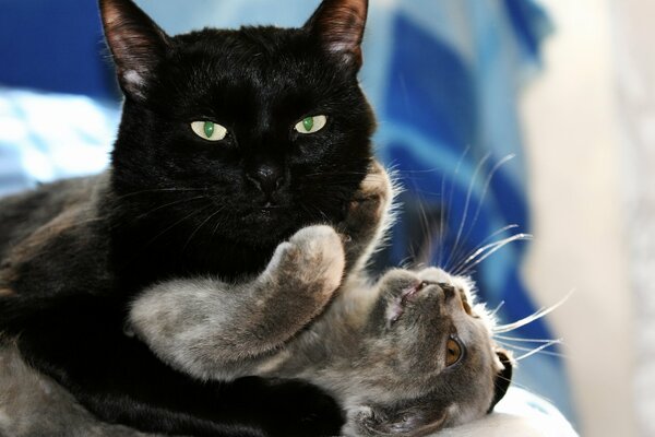 черная кошка кошек котенок любовь играет обнять черный кот кошка игры объятия