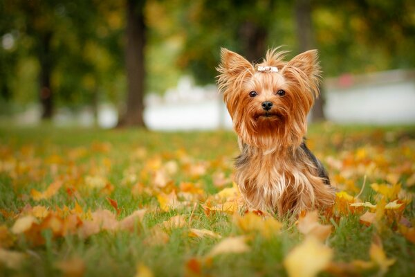 йоркширский терьер йорк собака листья осень