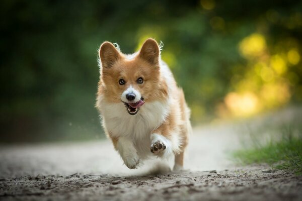 вельш-корги собака прогулка бег радость настроение