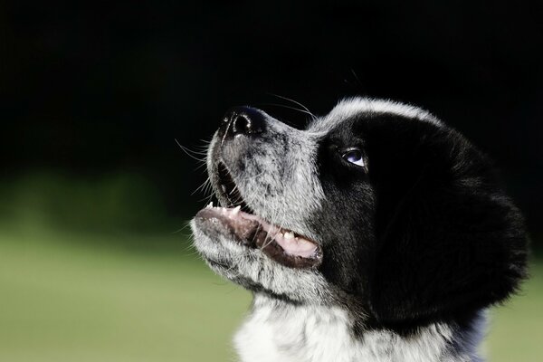великий пиренеи ньюфаундленд собака щенок морда