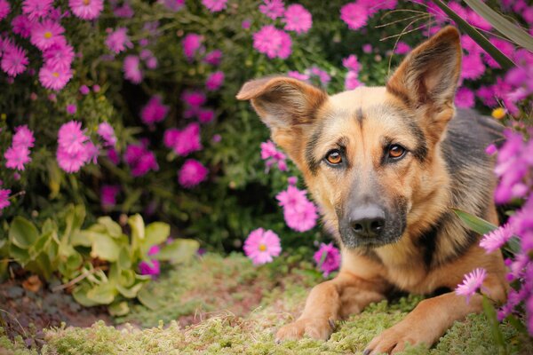 немецкая овчарка овчарка собака морда взгляд цветы