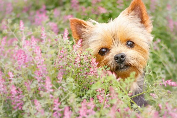 йоркширский терьер йорк собака мордашка взгляд цветы