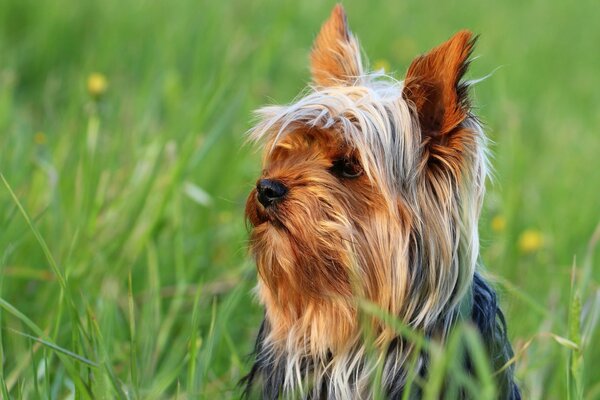 йоркширский терьер йорк собака морда трава