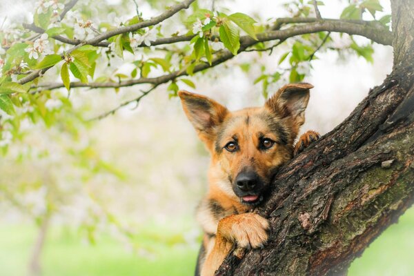 немецкая овчарка овчарка собака морда взгляд дерево