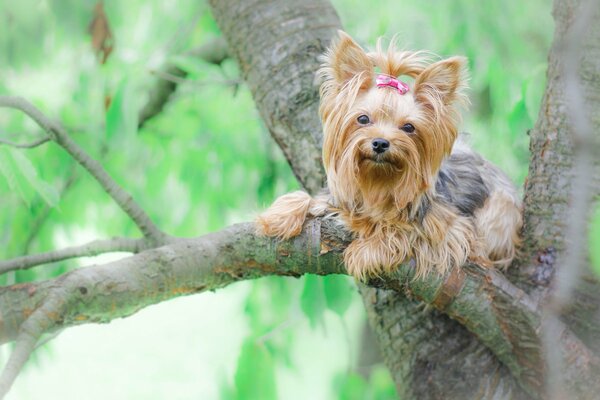 йоркширский терьер йорк собака дерево
