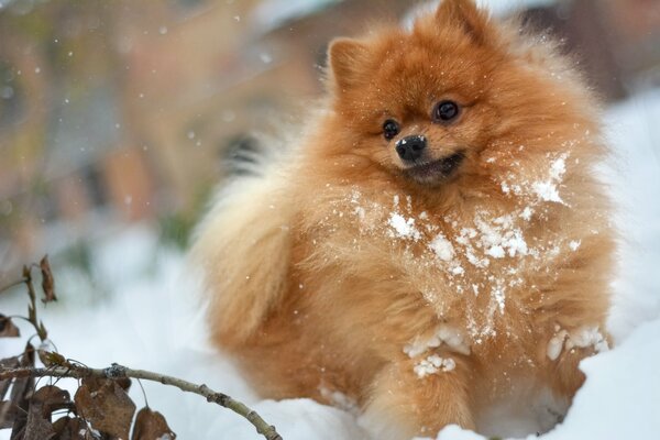 собака собачка шпиц в снегу снег рыжий мохнатый лохматый играет игра палка апорт веселится сухая ветка сухая листва зима осень белый снежный листья ветка ветвь сугроб в сугробе идет снег померанец нем