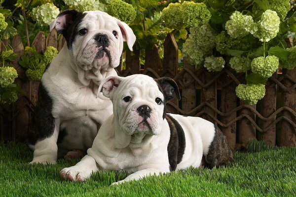 собаки щенки английский бульдог трава