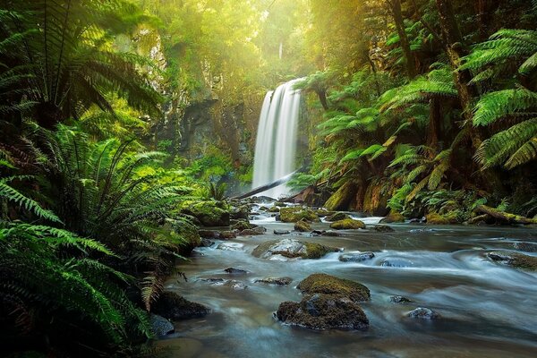 hopetoun фоллс aire ривер великий отуэй национальный парк в otways виктория австралия водопад река лес папоротник
