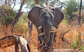 Africa, animals, elephants