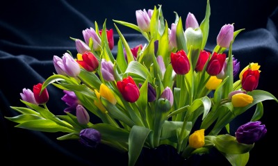 тюльпаны букет цветы