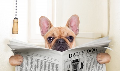 Собака туалет газета