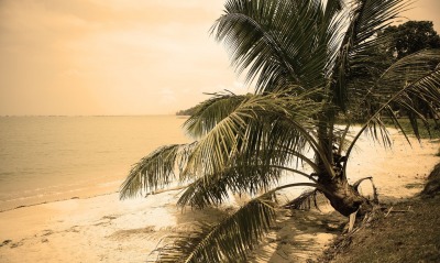 пальма море песок пляж