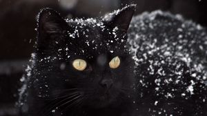 Превью обои кот, черный, снег, зима