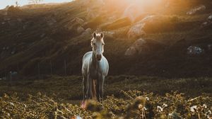 Превью обои лошадь, трава, солнечный свет, камни