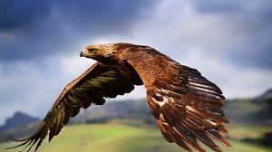 Превью обои орел, птица, хищник, полет, крылья, взмах