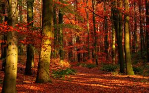 Превью обои осень, лес, листья, деревья, красные, просветы