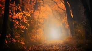 Превью обои осень, туман, лес, листва, деревья, тропинка