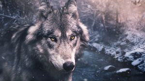 Превью обои волк, хищник, взгляд, дикая природа