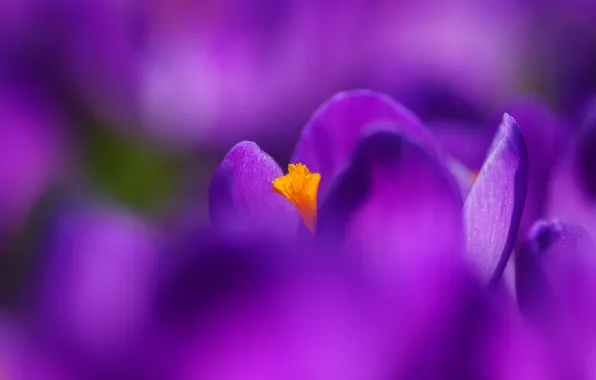 Обои цветы, весна, крокусы, сирень, фиолет