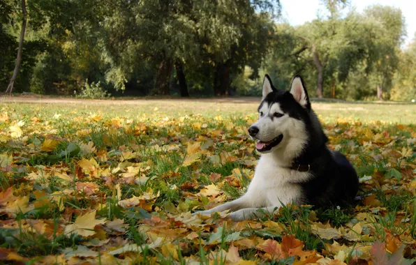 Обои листья, собака, хаски, пёс, маламут