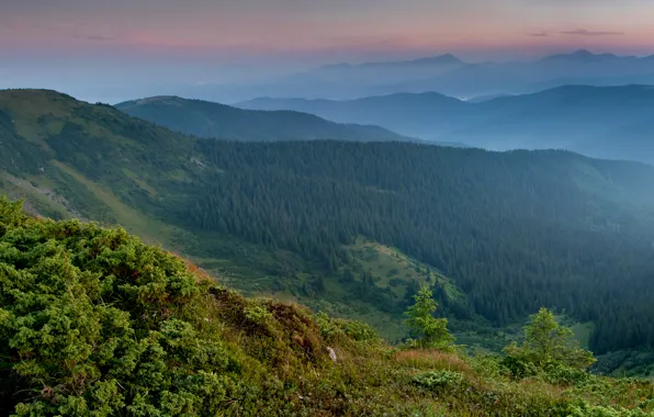 Обои горы, Украина, панорама, Карпаты, лес, Закарпатье