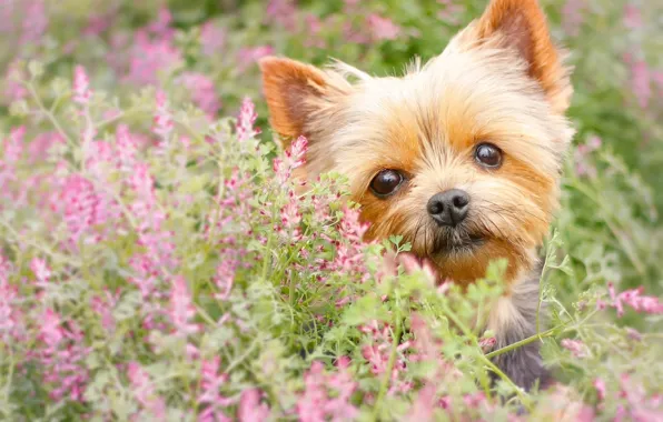 Обои собака, цветы, взгляд, мордашка, йорк, Йоркширский терьер