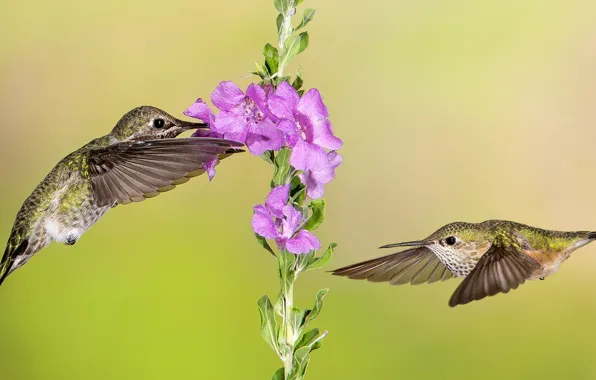 Обои цветок, колибри, полет, крылья, птица