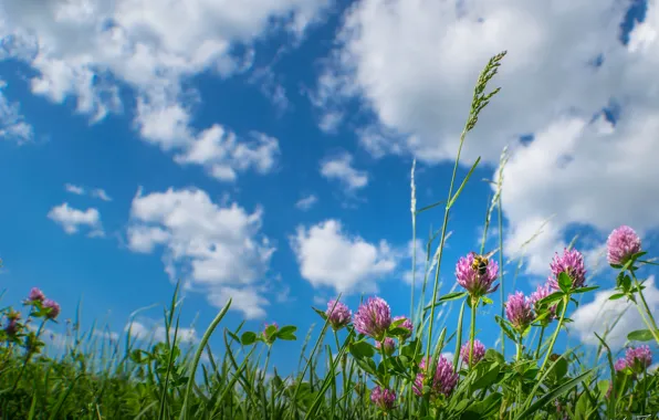Обои цветы, луг, облака, небо, трава, клевер