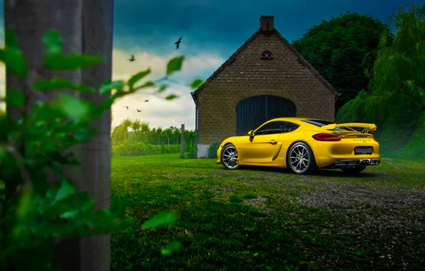 Обои Car, Color, Yellow, Summer, Nature, Rear, Porsche, Cayman, GT4