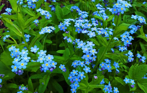 Обои голубые цветы, лепестки, незабудки, макро