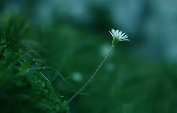 Обои макро, белый, растение, цветок, цвет, зелень, стебель, трава
