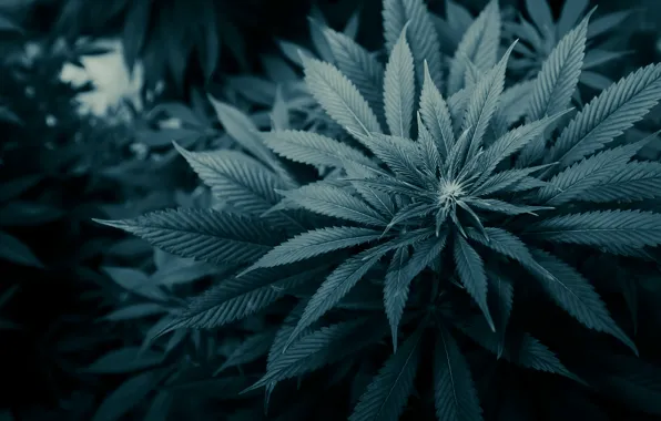 Обои марихуана, трава, листы