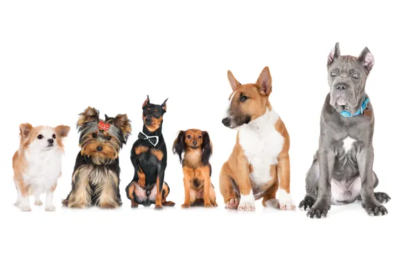 Обои животные, Doberman, Russkiy Toy, собаки, Бультерьер, Йоркширский терьер, фото, Чихуахуа