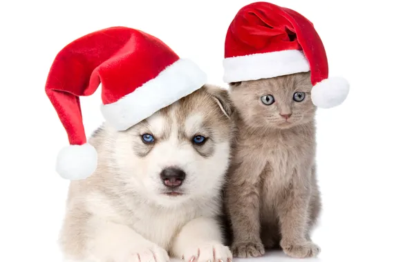 Обои друзья, Новый год, Dogs, Christmas, шапка, котенок, хаски, колпаки, Cats