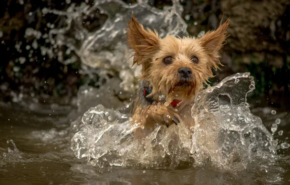 Обои собака, брызги, вода, йорк, Йоркширский терьер