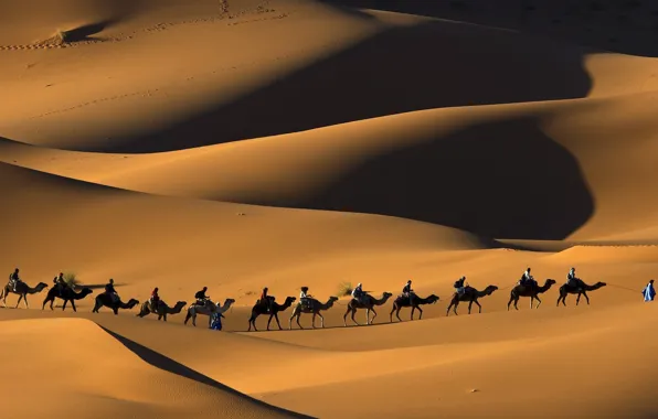 Обои Сахара, верблюды, караван, природа, пустыня, Марокко, пески