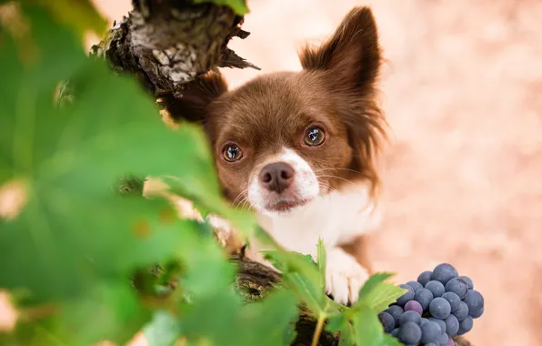 Обои собака, чихуахуа, мордочка, виноград, взгляд