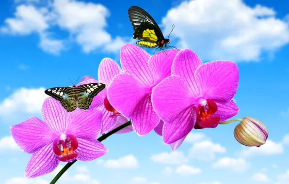 Обои бабочки, голубое, облака, небо, орхидея, крупным планом, цветок