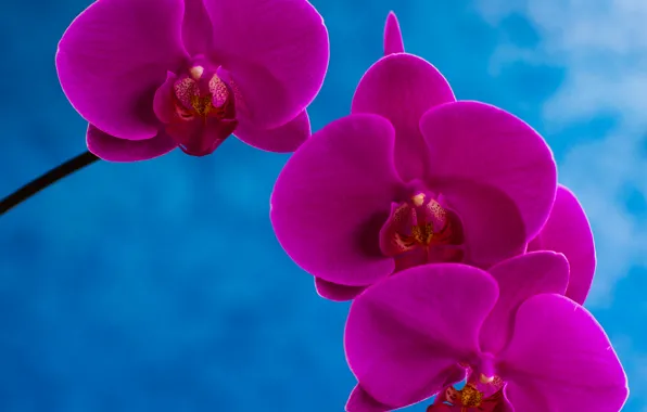 Обои лепестки, краски, орхидея, макро