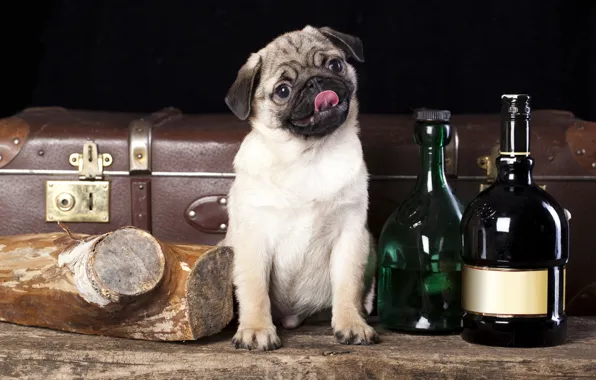Обои собака, чемодан, бутылки, полено, мопс