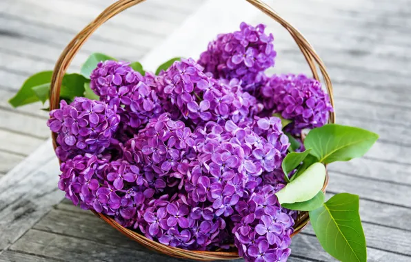 Обои flowers, spring, сирень, basket, purple, lilac