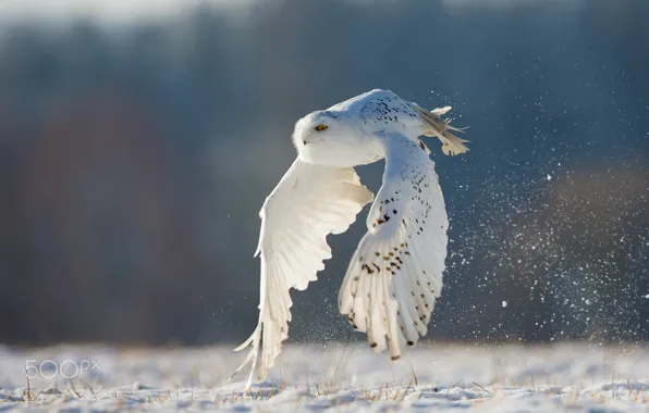 Обои сова, полярная, белая, полет, зима