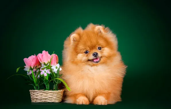 Обои собака, цветы, шпиц, фон, пушистая, няшка