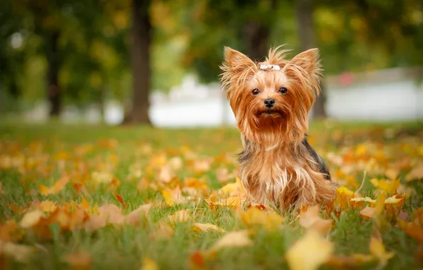 Обои собака, Йоркширский терьер, йорк, осень, листья